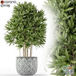 3D model Plants collection 224 (dracaena)