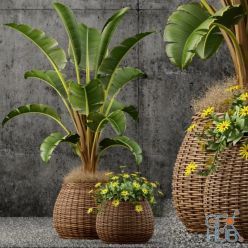 3D model Plants collection 55