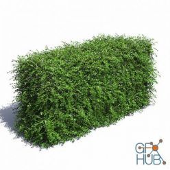 3D model CGTrader – Cotoneaster Hedge with Flowers 3D model