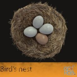 3D model Bird's nest (max)