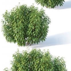 3D model Forsythia 8 Summer 5 sizes