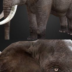3D model Elephant PBR