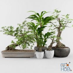 3D model Bonsai and yucca plants