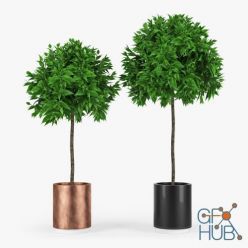 3D model Plants in black and bronze pot