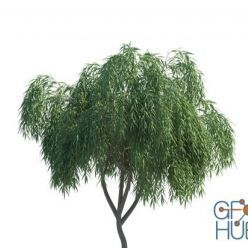 3D model Weeping Willow Trees