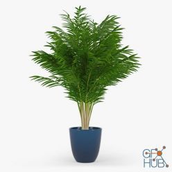 3D model Areca Palm