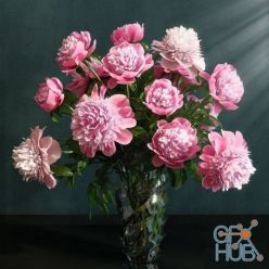 3D model Paeonia barbara flowers pink (max, fbx)