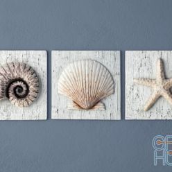 3D model Nautilus, Seashell, Starfish Plaques