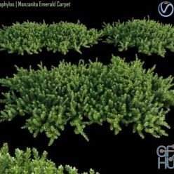 3D model Arctostaphylos Manzanita Emerald Carpet # 1