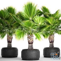 3D model Brahea PALM