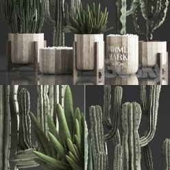 3D model Plant Collection 374