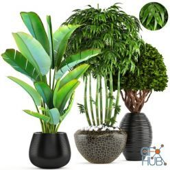 3D model Collection of plants 137 (bamboo, ravenala, banana)