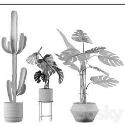 3D model Exotic plant collection 04