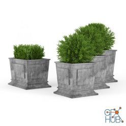 3D model Cgtrader - Boxwood