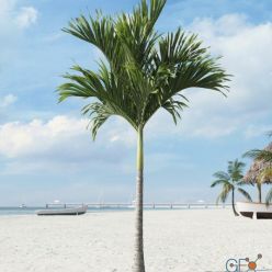 3D model Palm tree Adonidia 05