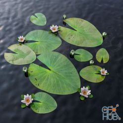 3D model Water Lily (max 2013, obj)