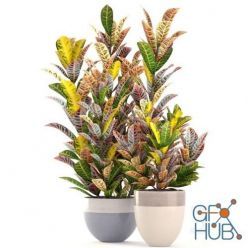 3D model Collection of modern home plants