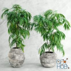 3D model Plant in a stone pot