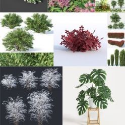 3D model CGTrader – Plants 3D-Models Collection July 2019