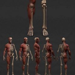 3D model Male Body Skeleton and Viscera