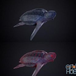 3D model Leatherback Turtle PBR