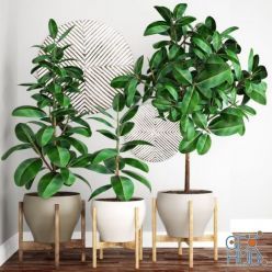 3D model The collection of Ficus Robusta in pots