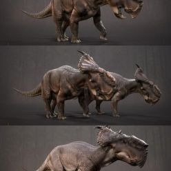 3D model Pachyrhinosaurus sp PBR
