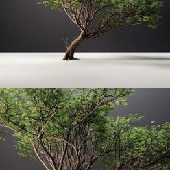 3D model Acacia tree (Fstorm 2015)