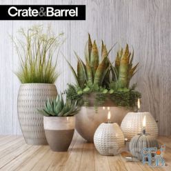 3D model Crate&Barrel plant set