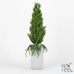 3D model Square Tall Planter Thuja