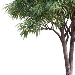 3D model Deciduous tree with fruit Medlar