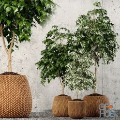 3D model Ficus woven in pots