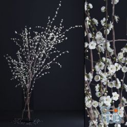 3D model Branches Prunus White Blossom