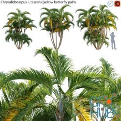 3D model Chrysalidocarpus lutescens - yellow butterfly palm - 02