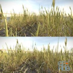 3D model Simple Grass 02