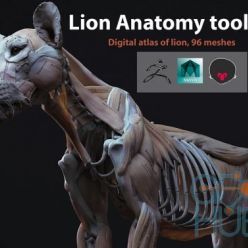 3D model Cubebrush – Lion Anatomy