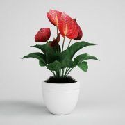 3D model Anthurium flower in pot