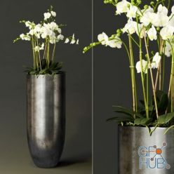 3D model Orchid flowers in a vase