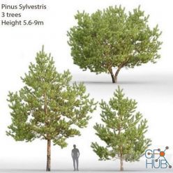 3D model Pinus Sylvestris # 28 (5.6-9m)