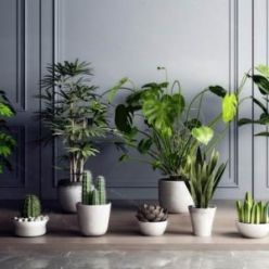 3D model Plant Compilation 20