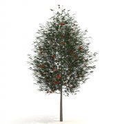3D model European Rowan (Sorbus aucuparia)