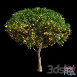 3D model Orange Tree 12