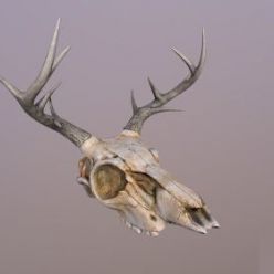 3D model Deer Skull PBR