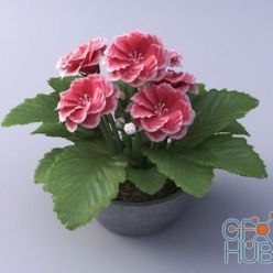 3D model Gloxinia flower