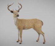3D model High quality posed Deer model