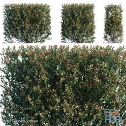 3D model Ilex Crenata hedge (max, fbx)