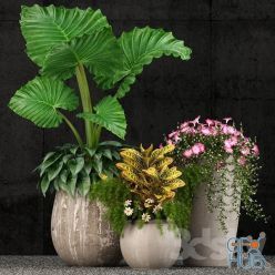 3D model Plants collection 52