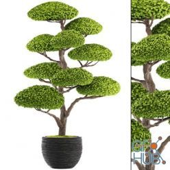 3D model Niwaki tree