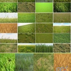 3D model Grass, Field Plants