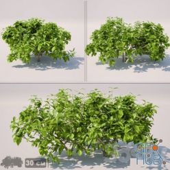 3D model Bush 30cm